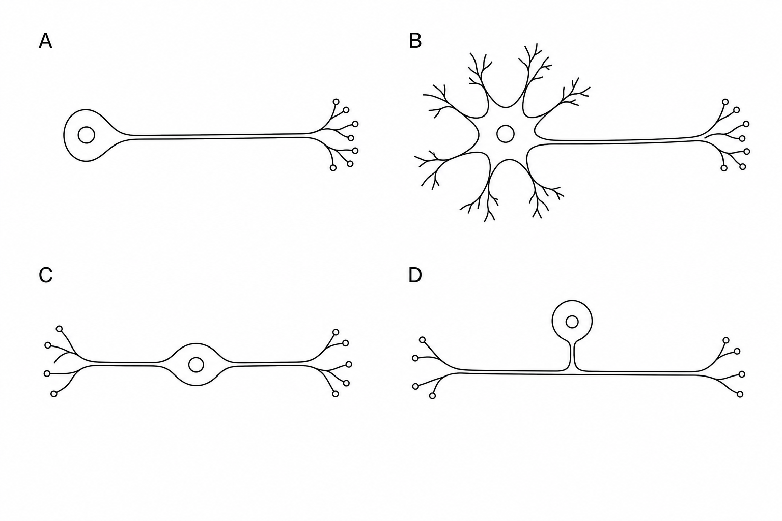 Diagrams of different types of neurones, labelled A to D.