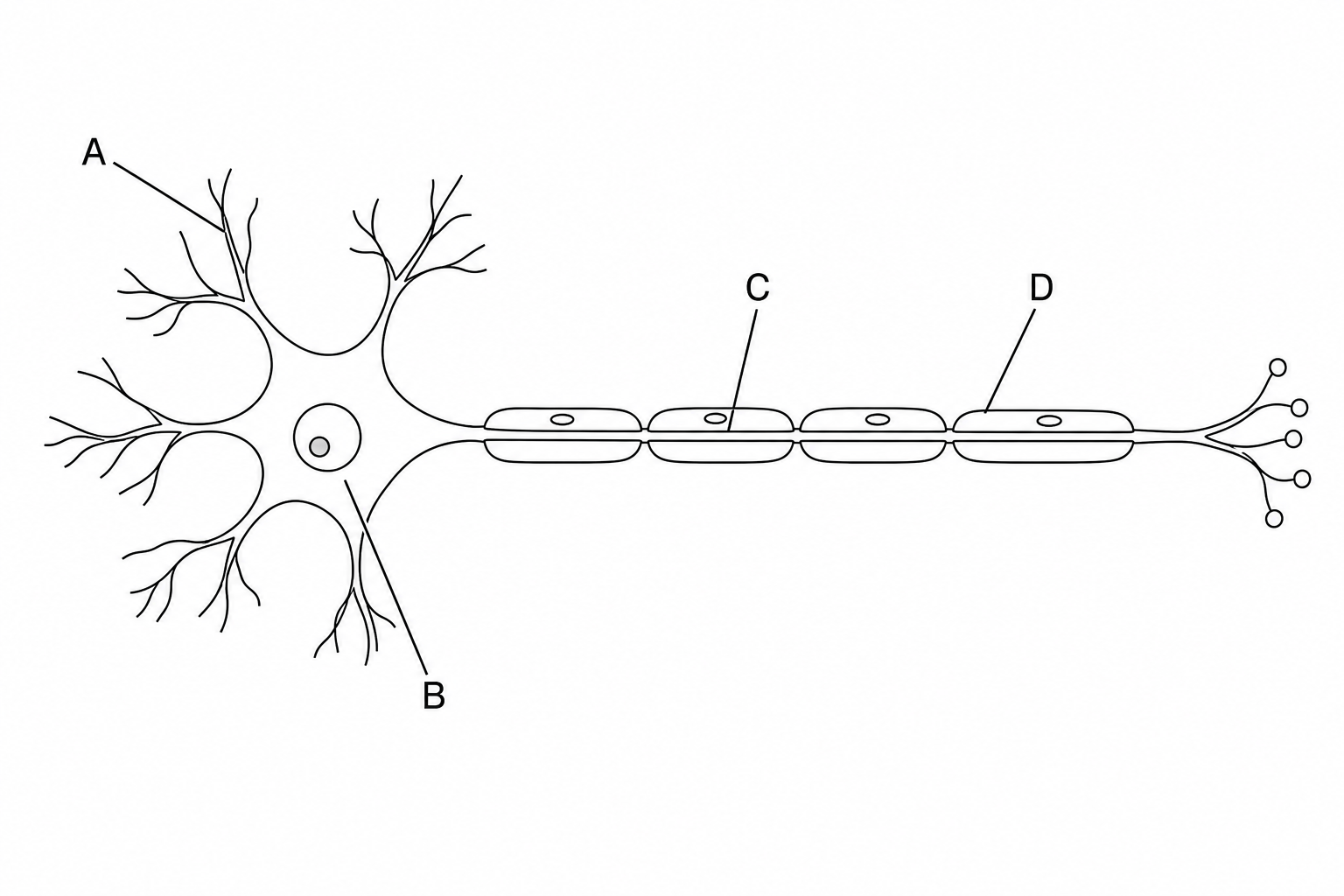 Diagram of a motor neurone showing four labelled parts