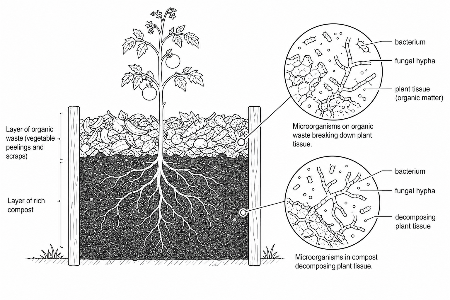 Cross-section diagram of a compost bin containing organic waste, decomposing compost, and the roots of a tomato plant. Zoom callouts show microscopic bacteria and fungal hyphae growing on and within the decaying plant tissues.