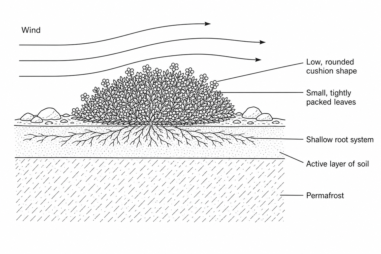 Figure 1: Diagram showing the physical adaptations of a cushion plant in the tundra ecosystem.