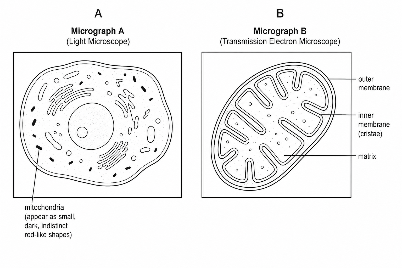 Two micrographs comparing a light microscope view of a cell containing mitochondria and a high-magnification transmission electron microscope (TEM) view of a mitochondrion.