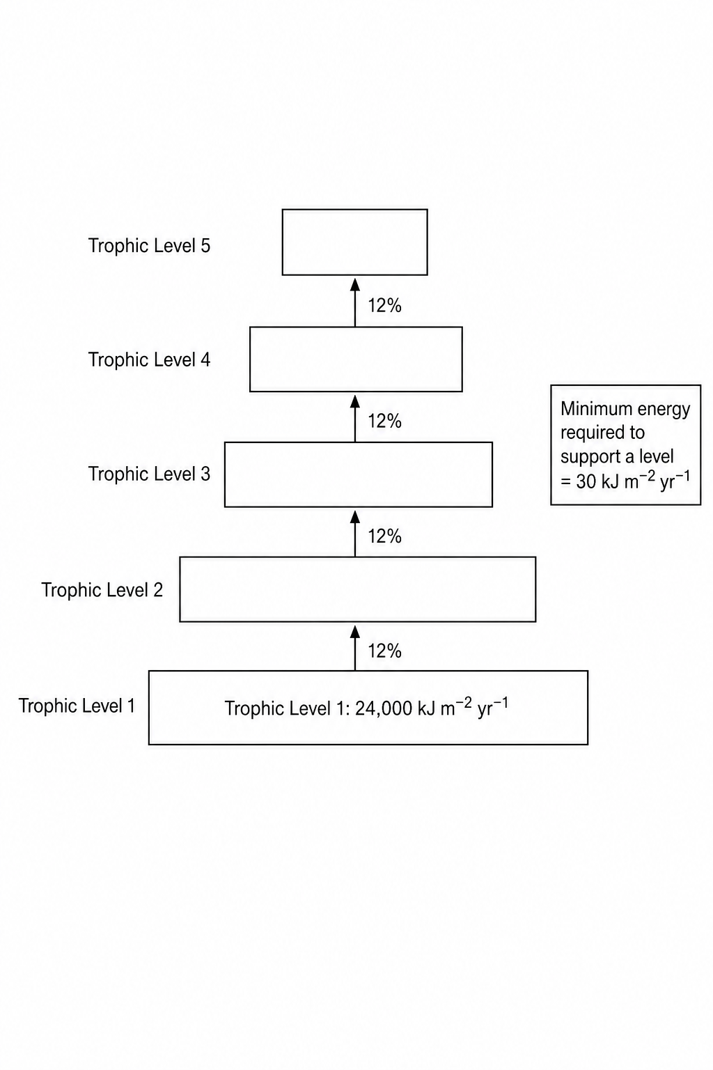 Ecological Pyramid