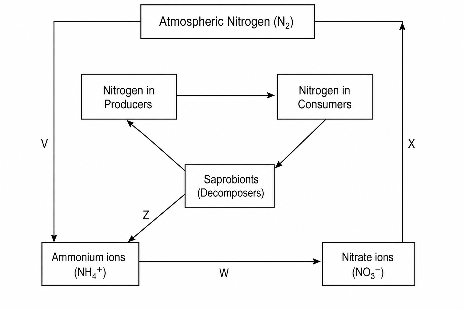 The nitrogen cycle with reservoirs of nitrogen in boxes and arrows representing processes V, W, X, Y, and Z.
