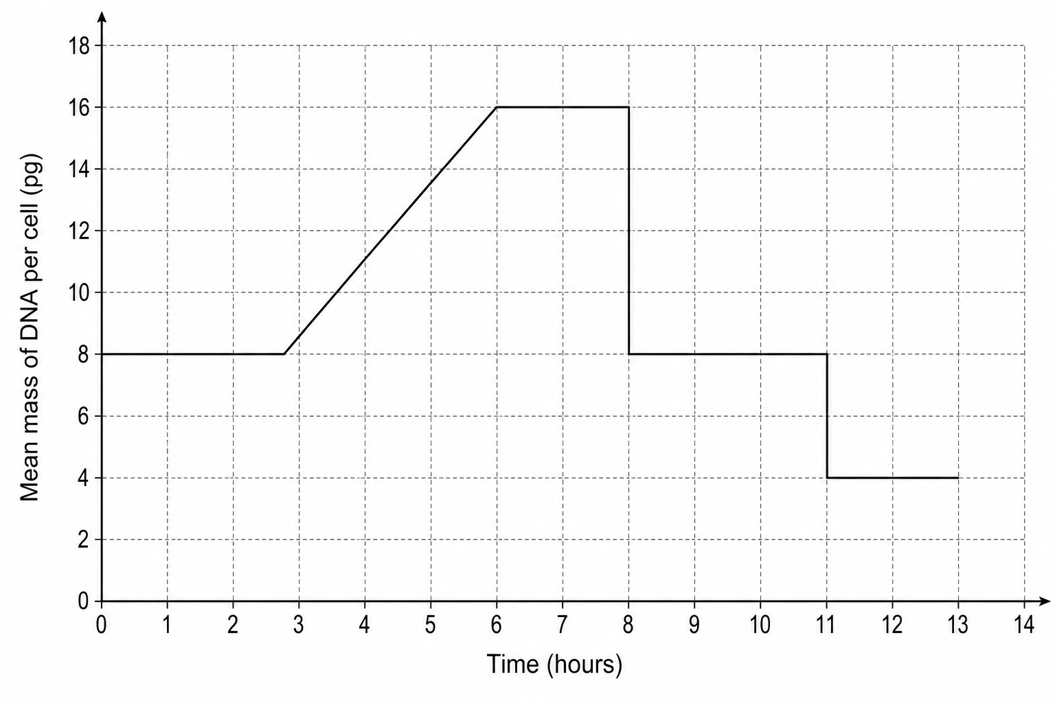 Mean mass of DNA per cell over time during meiosis