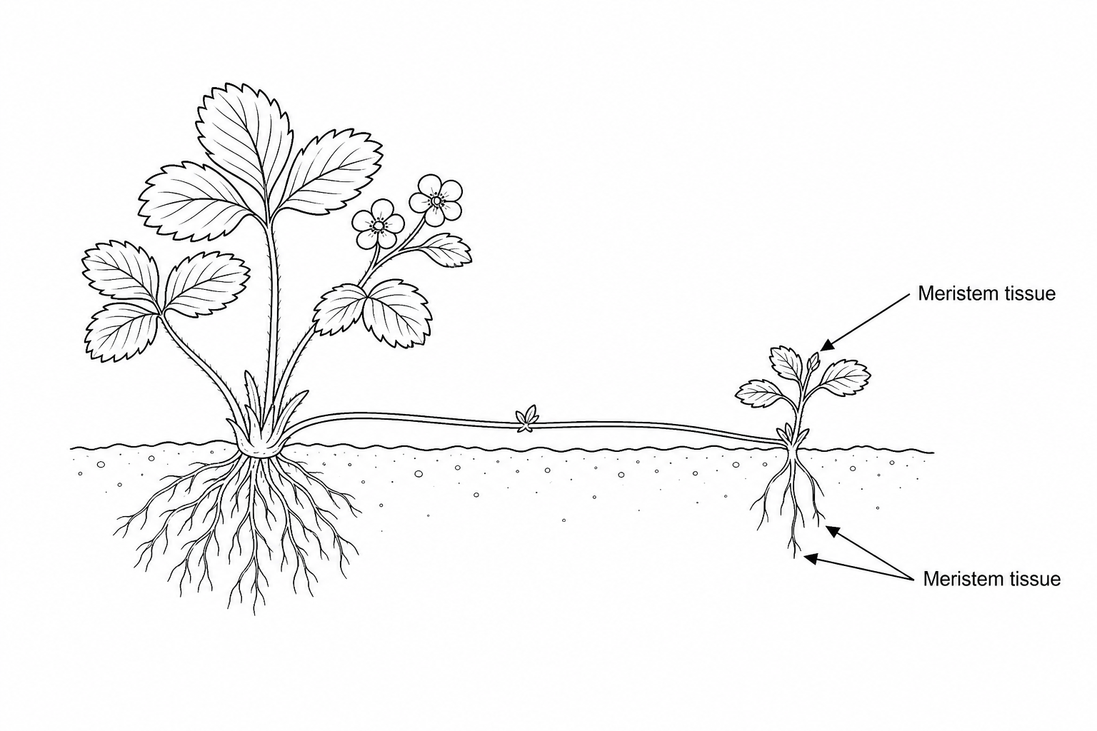 A diagram showing a mature strawberry parent plant growing in soil, with a runner stem extending to the right. At the end of the runner is a developing young strawberry plantlet with small leaves and roots growing down into the soil. Arrows point to the very tip of the developing shoot and the tips of the roots, with a label pointing to these areas reading 'Meristem tissue'.