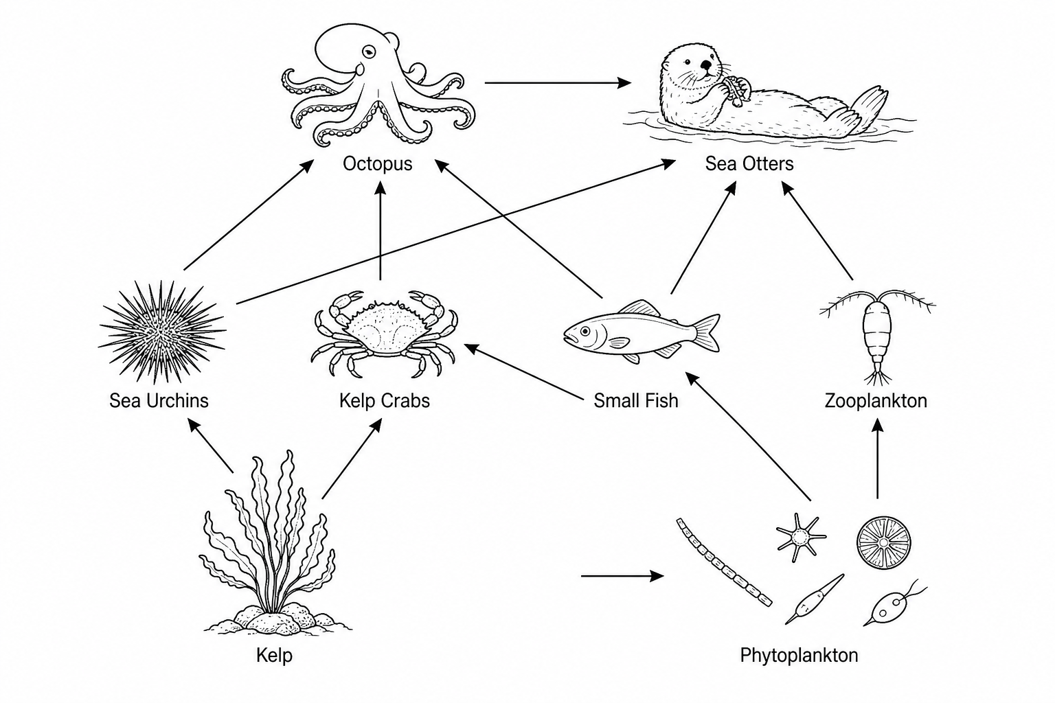 Kelp Forest Food Web