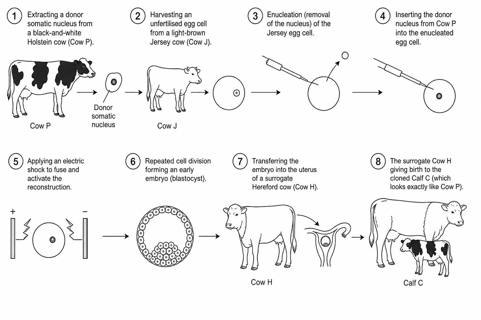 A scientific flow diagram showing the 8 numbered steps of somatic cell nuclear transfer (SCNT) cloning in cattle.