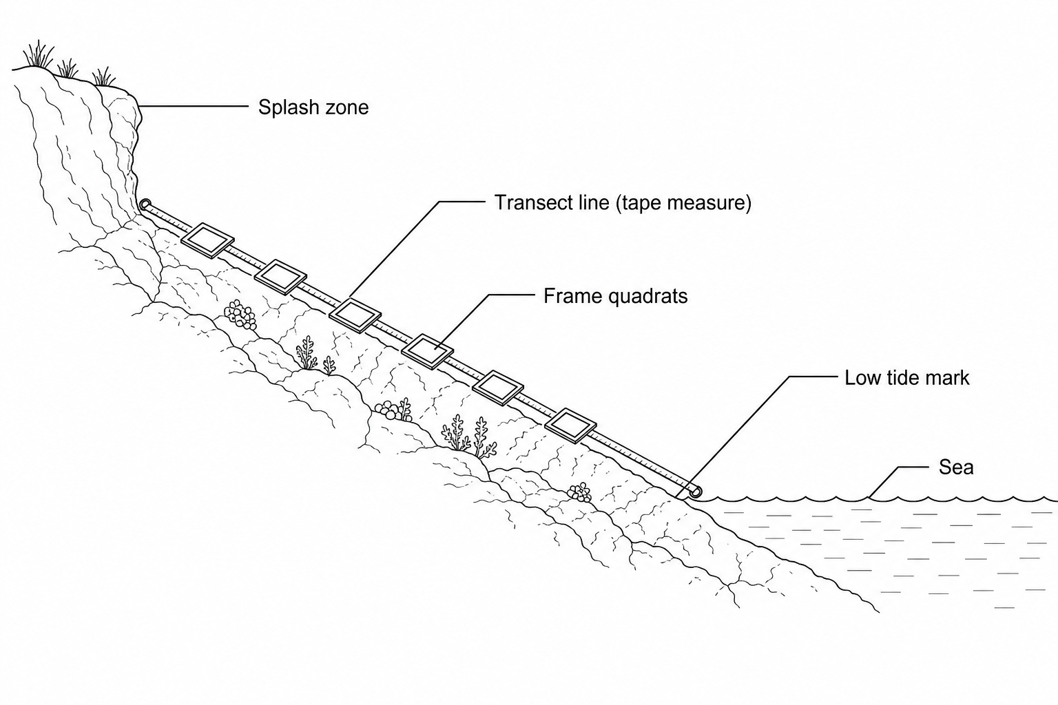 Rocky shore zonation study