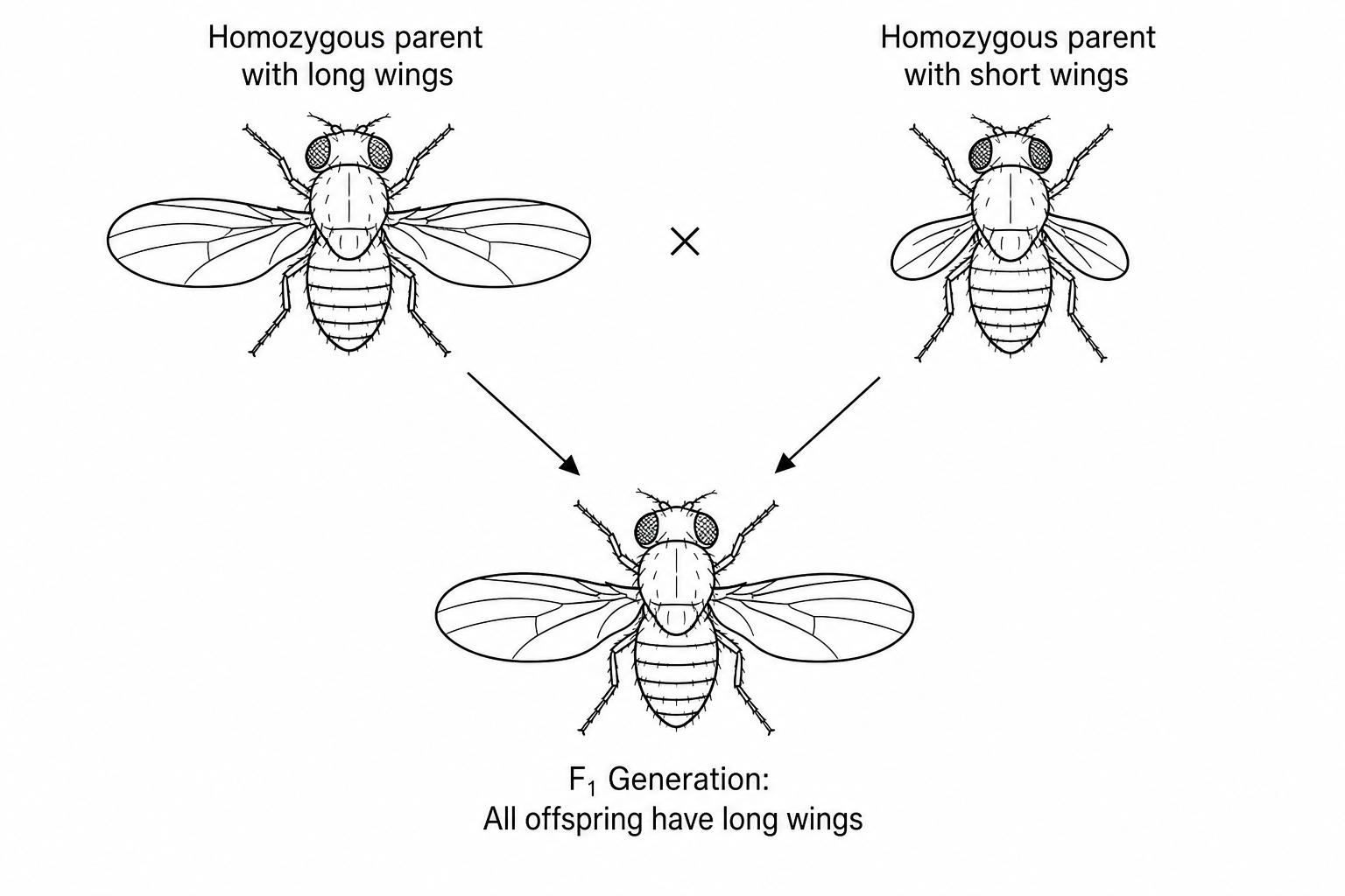 Genetic cross diagram of fruit flies with long and short wings
