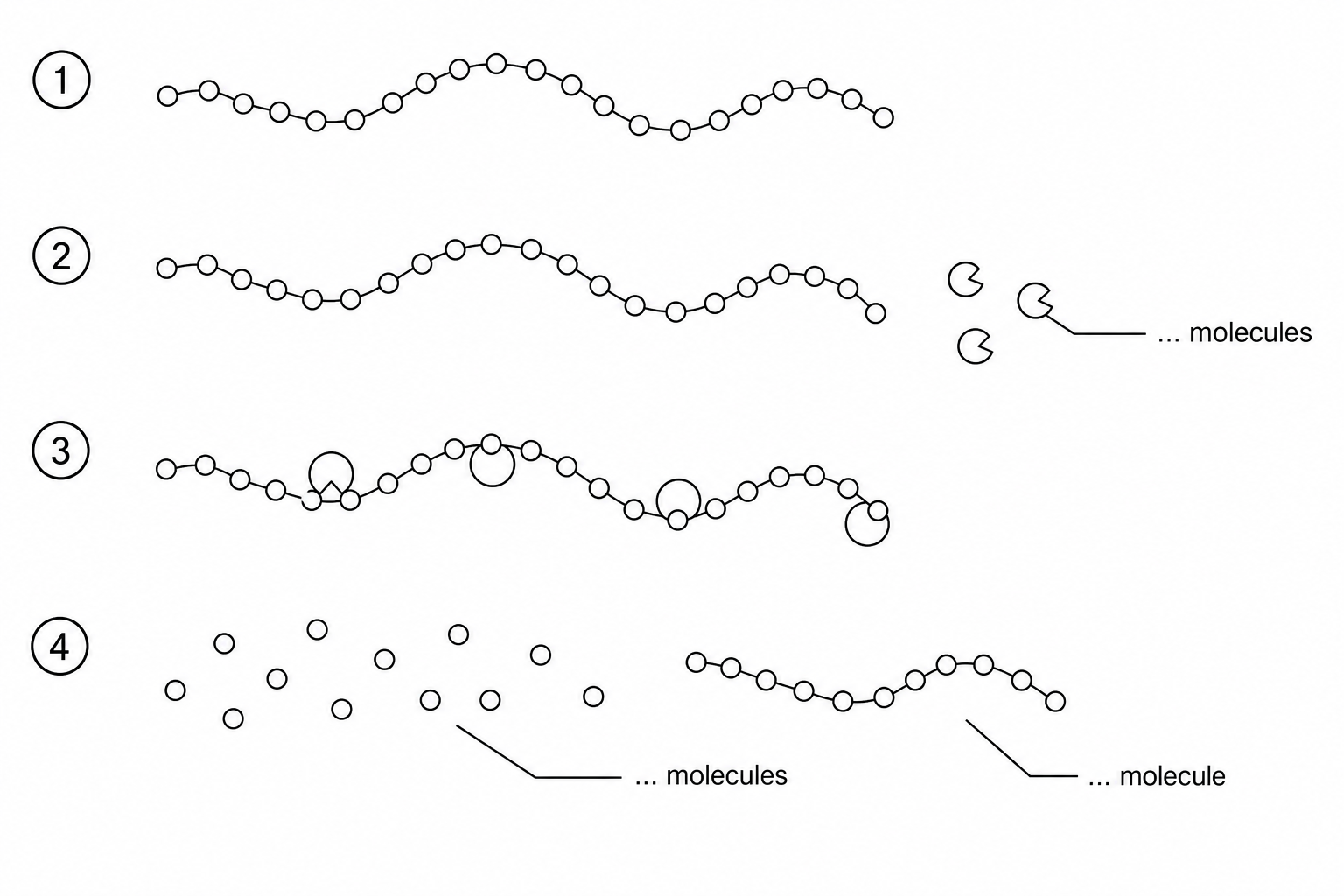 Fig. 16.1: Step-by-step diagram of protein digestion. Step 1 shows a long chain representing a protein molecule. Step 2 shows the protein chain next to three small active molecules representing enzymes, labeled with a dotted line as "... molecules". Step 3 shows the three enzyme molecules bound to the protein chain. Step 4 shows the protein broken down into smaller individual products, labeled with a dotted line as "... molecules", and a remaining structure labeled as "... molecule".
