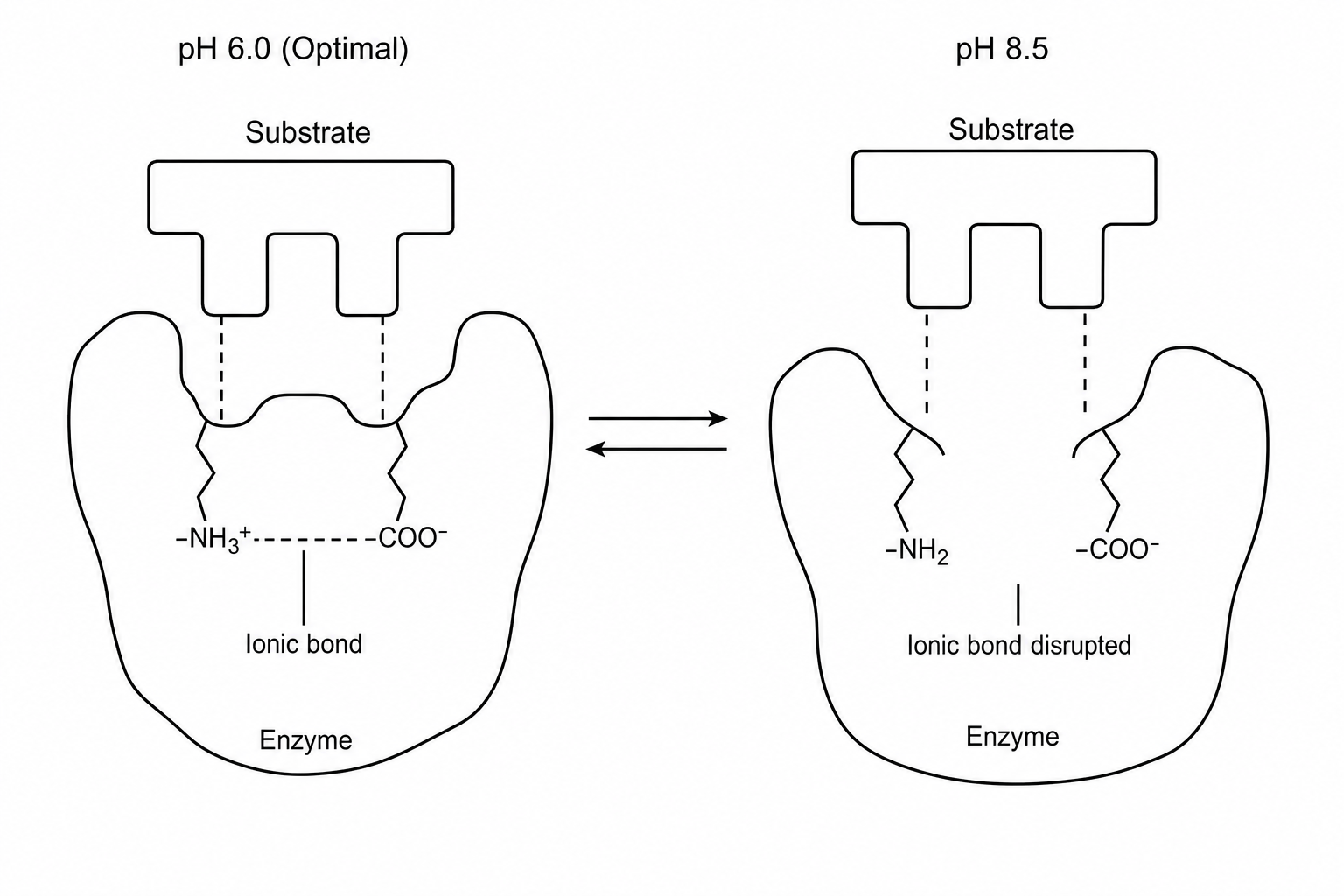Enzyme active site and pH changes