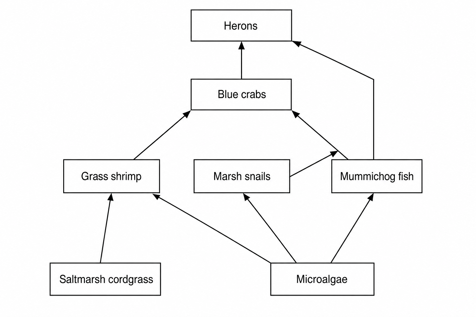 An estuarine wetland food web.