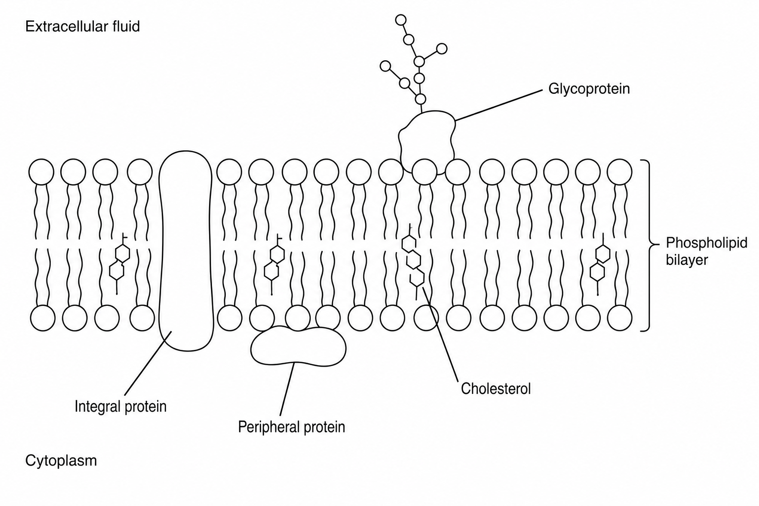 Fluid mosaic model of a cell surface membrane