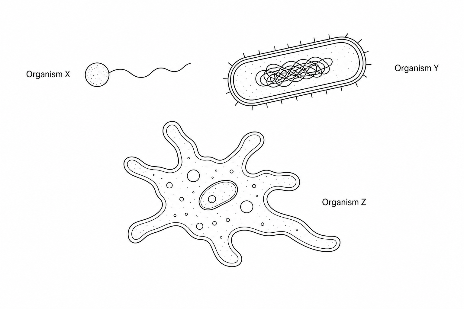 Three microscopic organisms found in a soil sample. Organism X is a small, spherical bacterium with a flagellum. Organism Y is an elongated, rod-shaped bacterium showing a cell wall and an inner nucleoid region. Organism Z is a larger, branched protozoan with multiple pseudopodia.