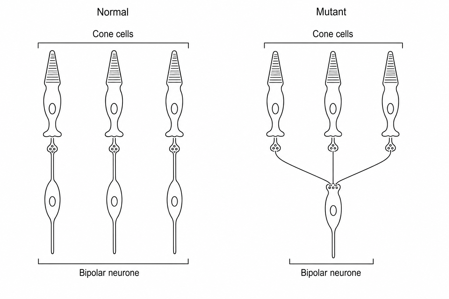 Diagram showing photoreceptor convergence in wild-type and mutant mice