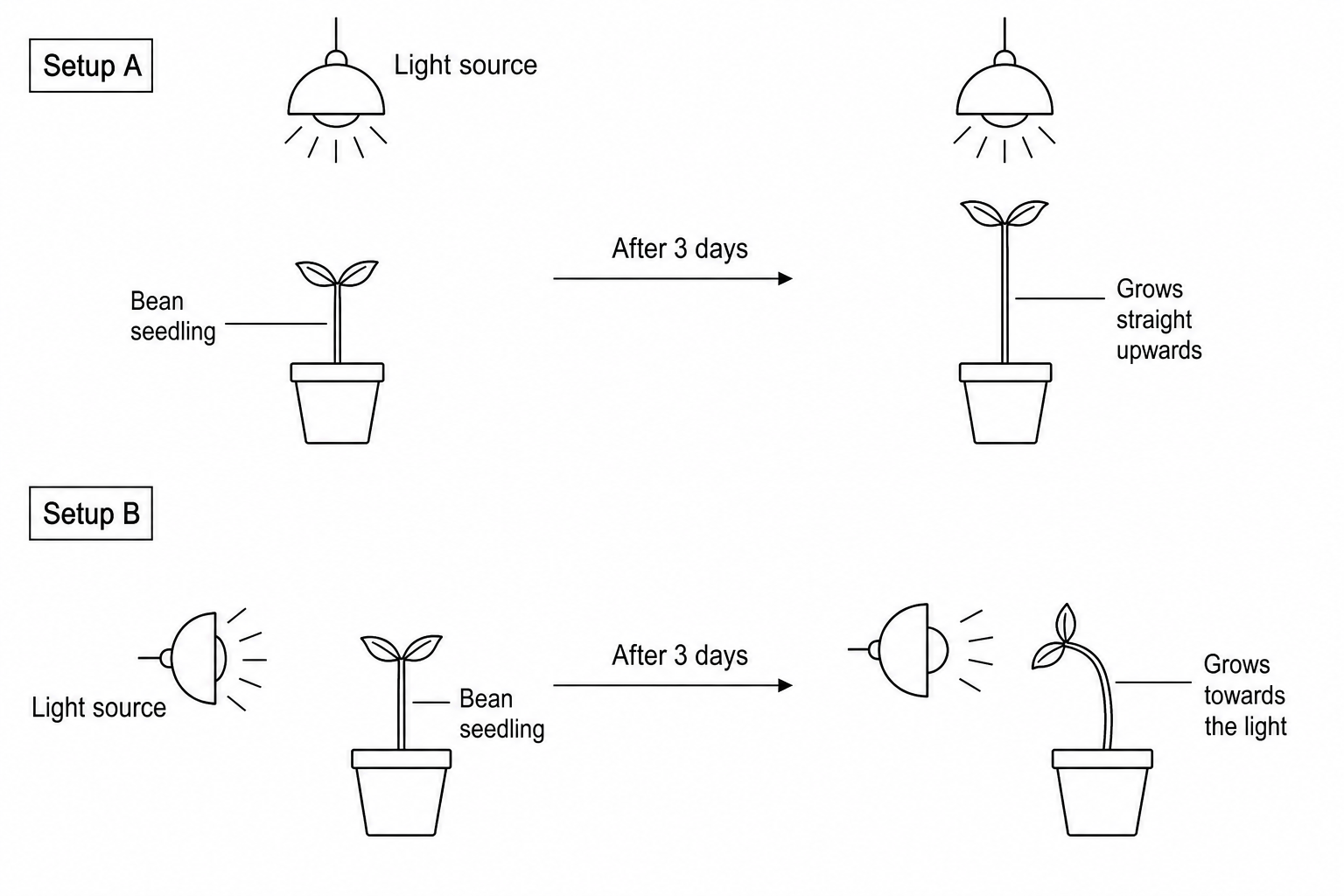 A diagram showing two plant growth setups. Setup A shows a plant pot with a bean seedling placed directly underneath a light source that is positioned straight above it. After 3 days, the shoot has grown straight upwards. Setup B shows an identical setup, but the light source is positioned to the left side of the plant pot. After 3 days, the shoot has bent towards the left light source.