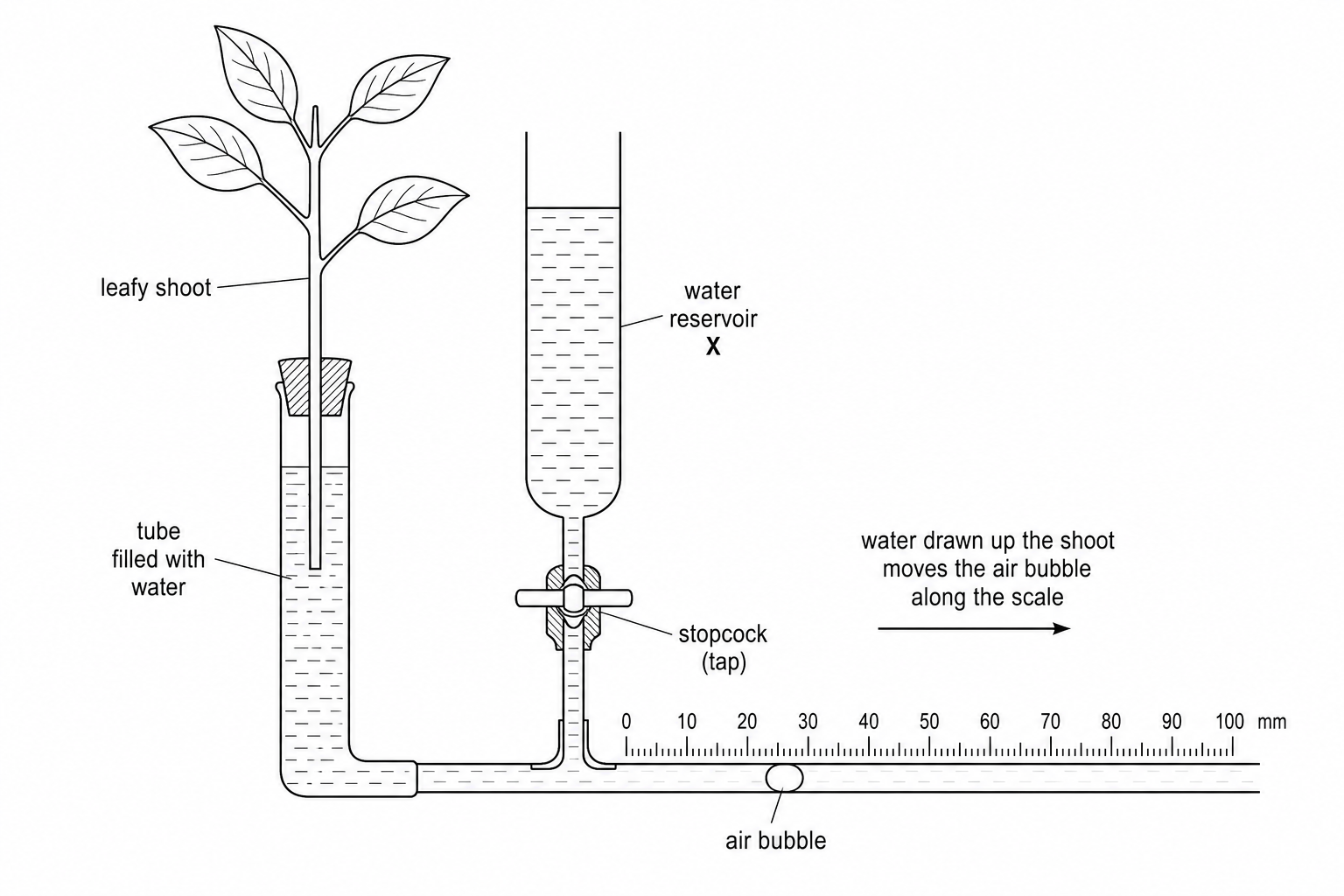 Diagram of a potometer setup