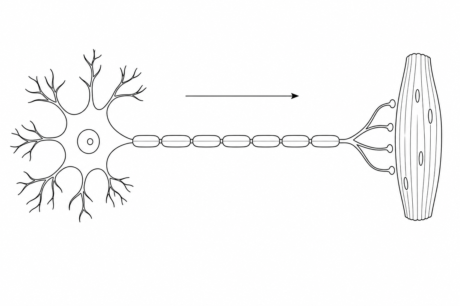 Figure 1: Schematic diagram of a neurone.