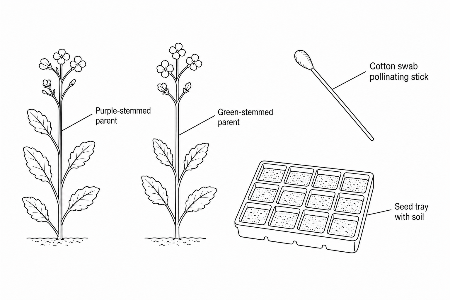 Equipment for the brassica genetic cross: A purple-stemmed parent plant, a green-stemmed parent plant, a cotton swab pollinating stick, and a seed tray containing soil.