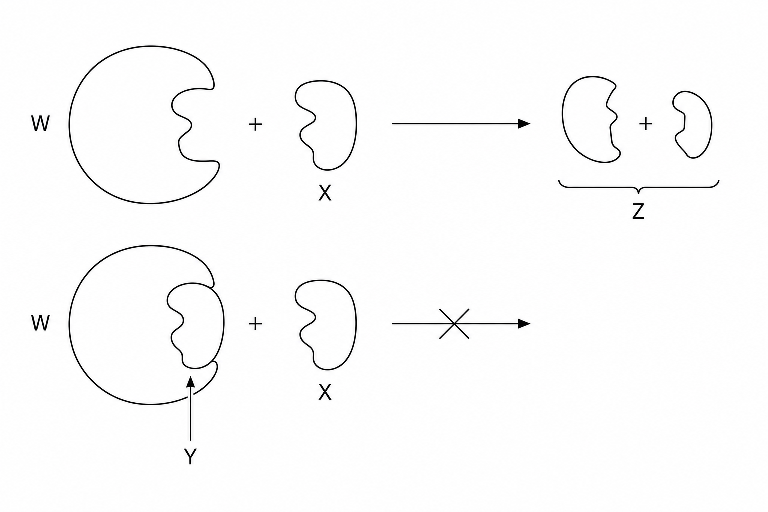 Enzyme activity and inhibition