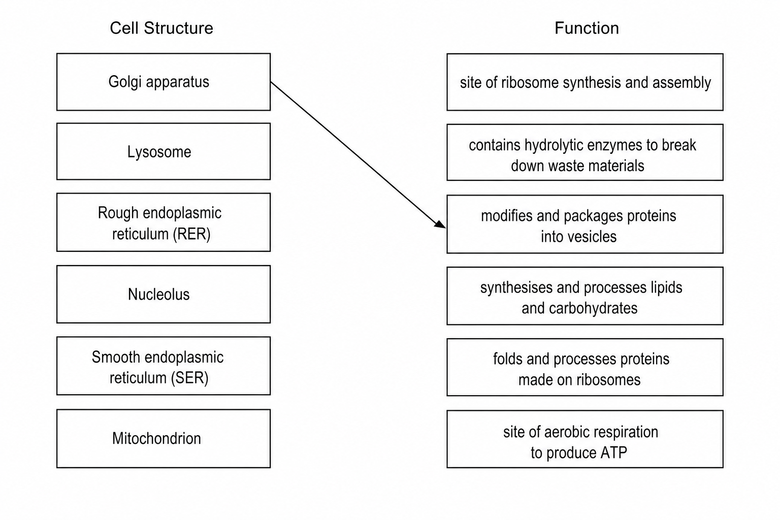 Eukaryotic Cell Structures and Functions