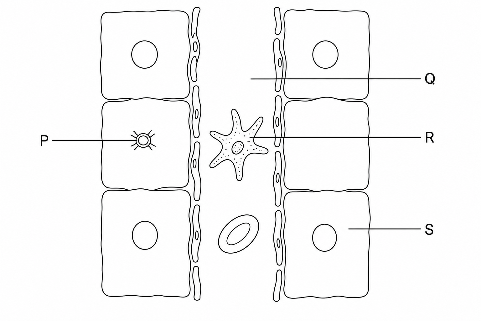 Schematic representation of a liver sinusoid