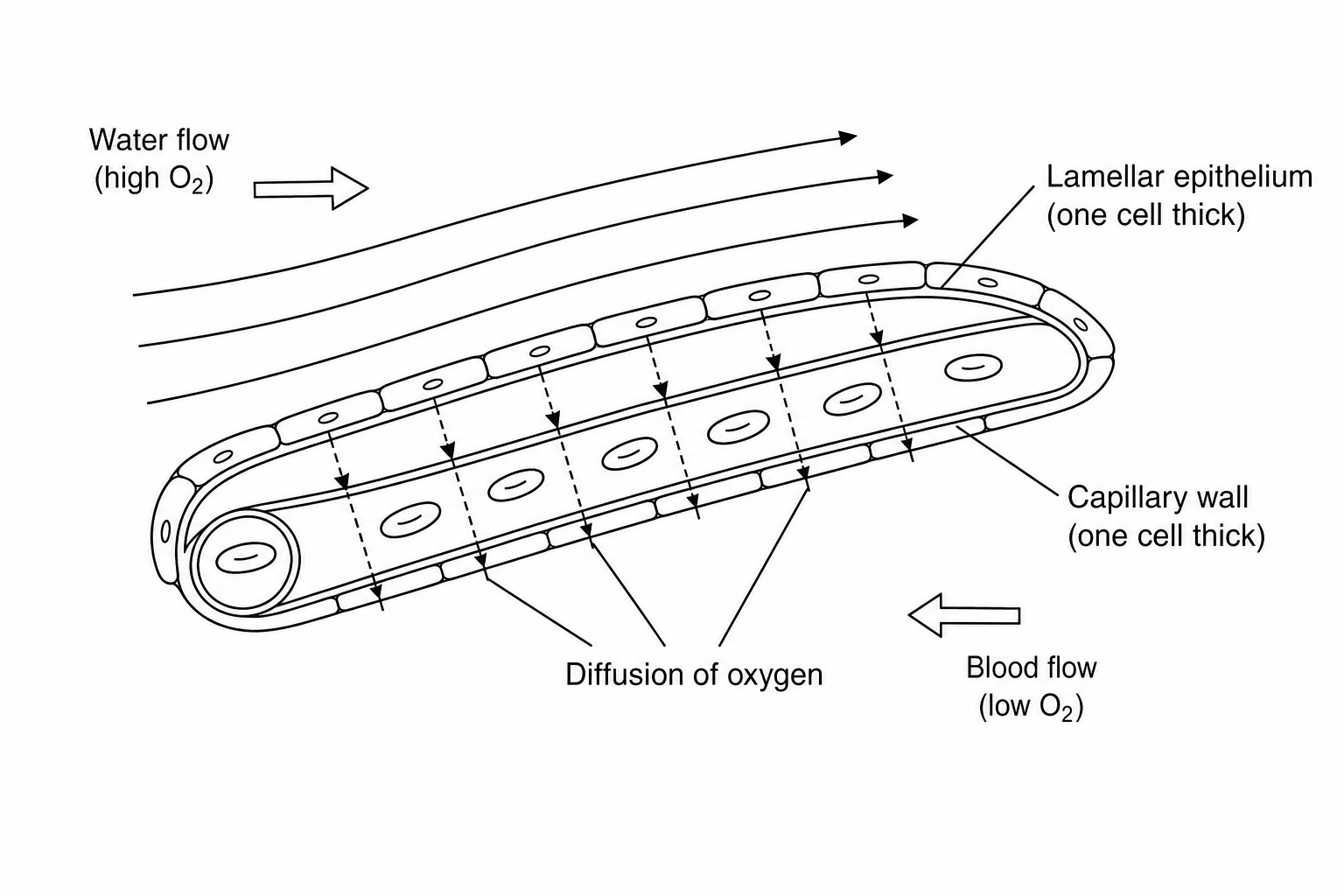 Gas exchange in a fish gill lamella