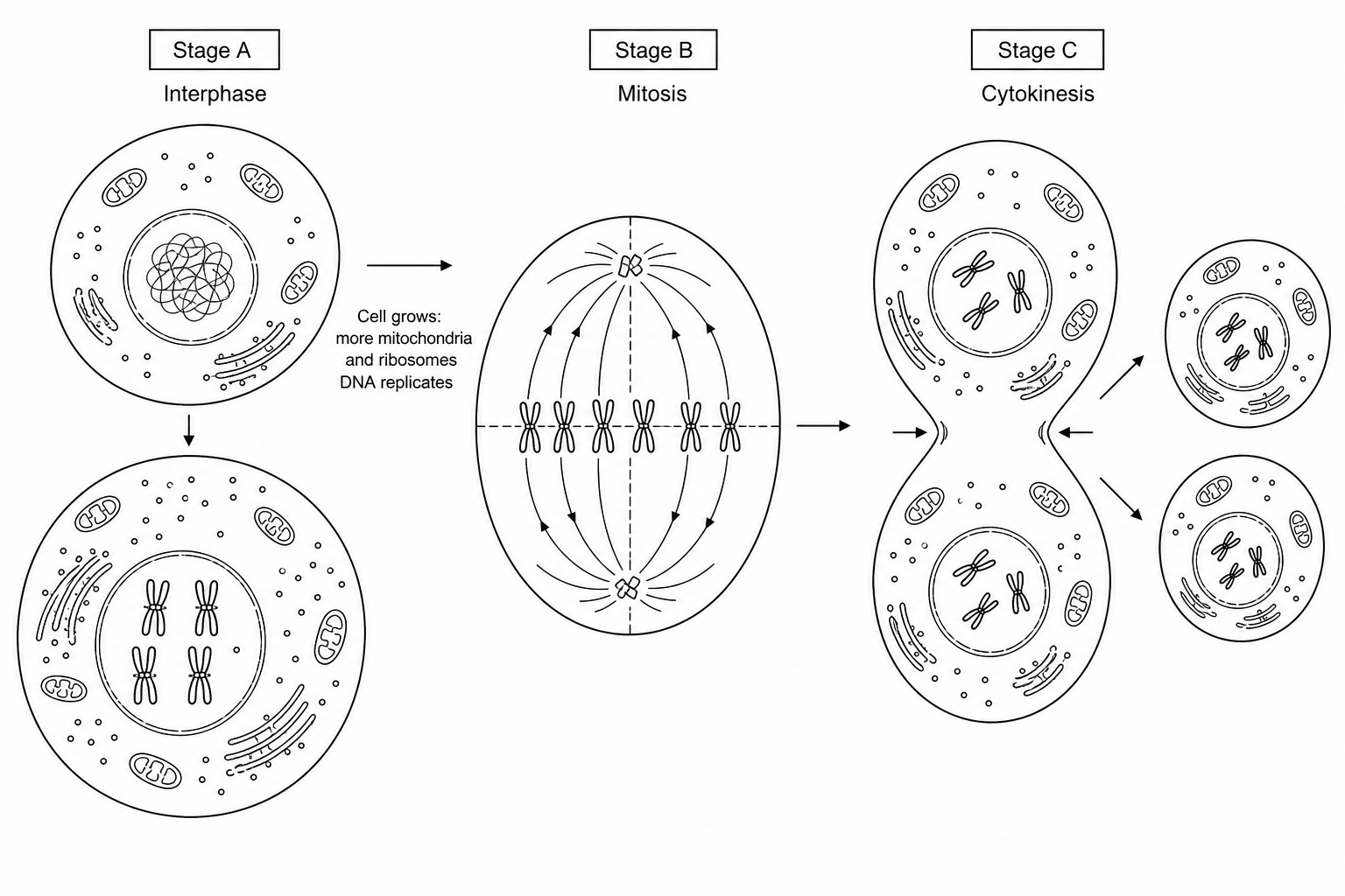 Figure 4: A schematic diagram of the cell cycle showing three sequential stages: Stage A (interphase), Stage B (mitosis), and Stage C (cytokinesis). Stage A shows chromosome replication and growth of organelles. Stage B shows chromosomes aligning and separating. Stage C shows the physical splitting of the cell into two new daughter cells.