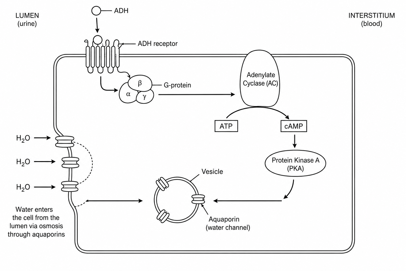 Figure 1: ADH intracellular signaling pathway