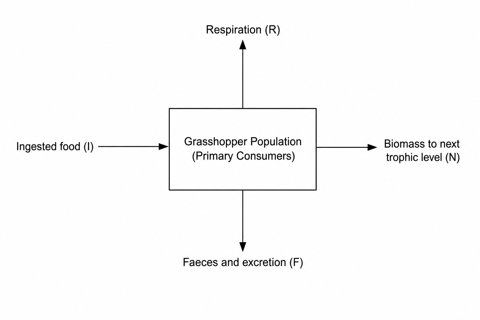 Energy flow diagram through primary consumers
