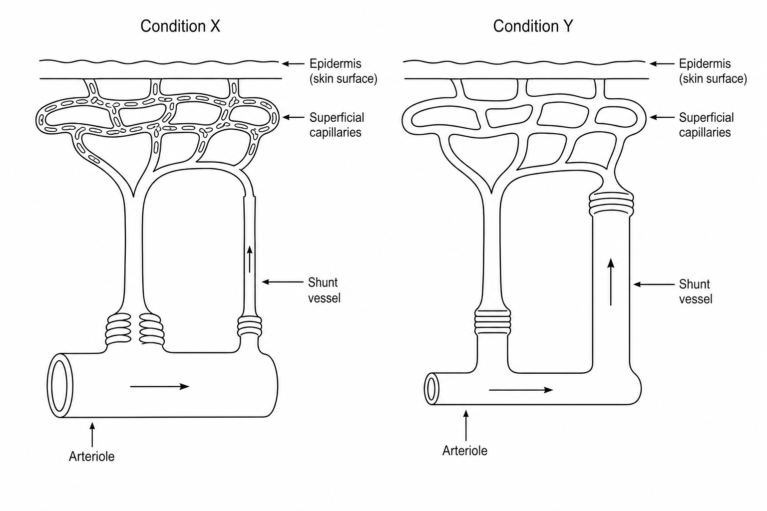 Skin microcirculation during thermoregulation