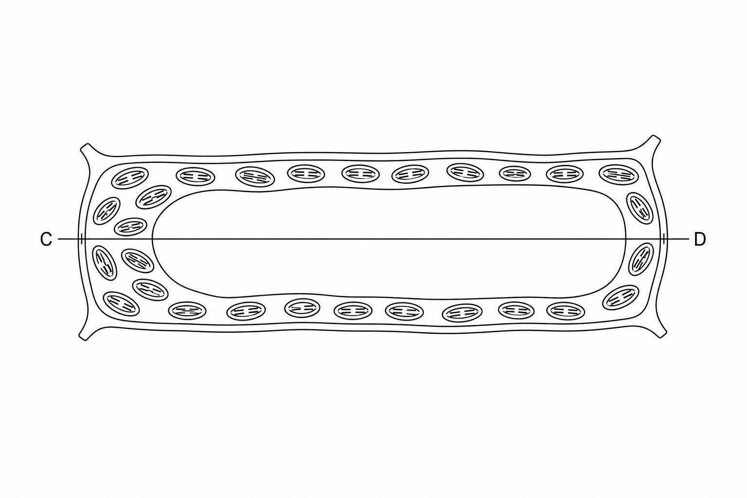 A plant cell under a microscope showing a line labeled C to D representing its length.