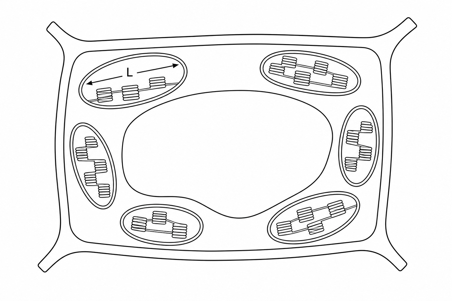 A diagram of a plant cell containing several chloroplasts, with one chloroplast's length labeled L.