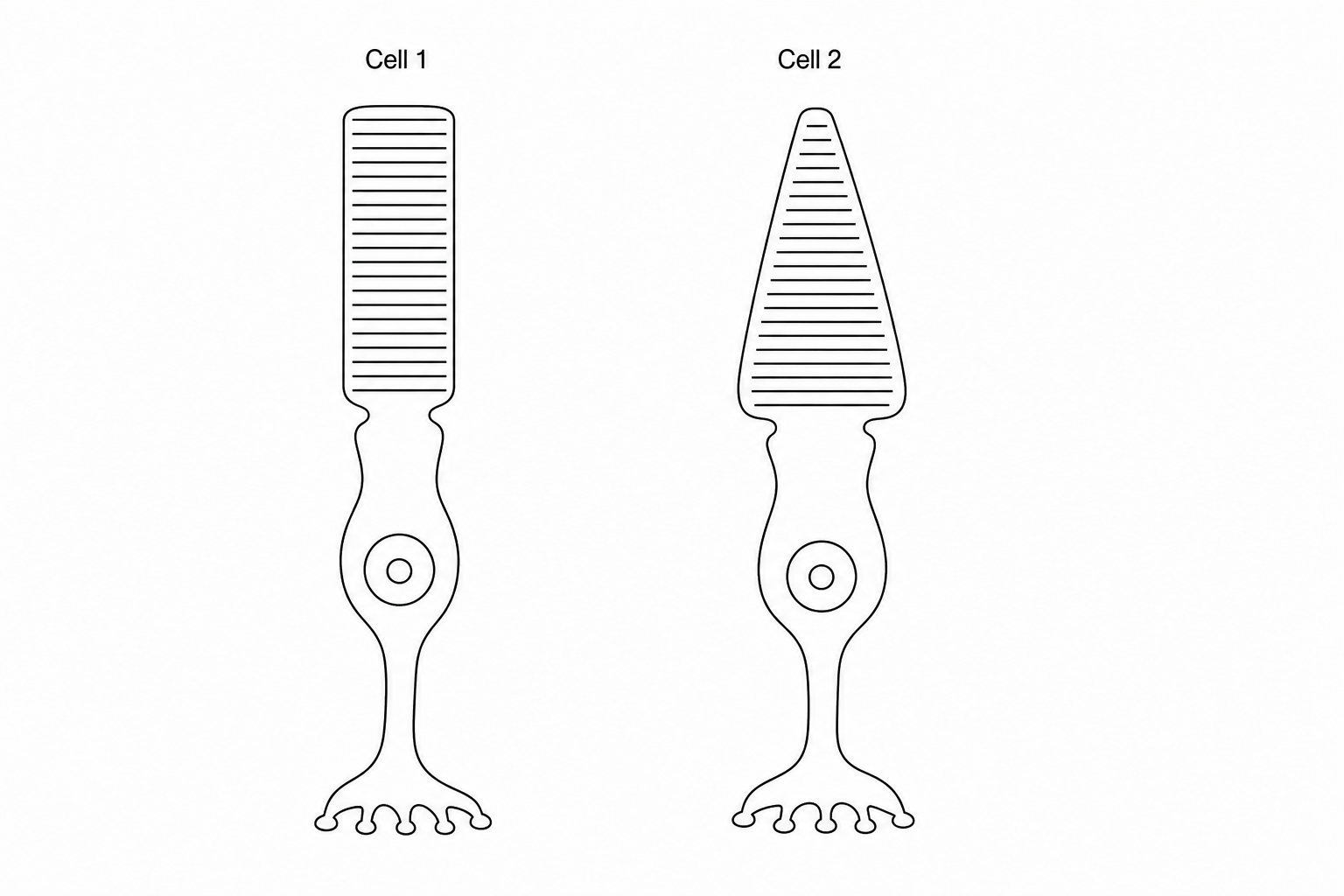 Figure 1: Two specialized cells of the eye