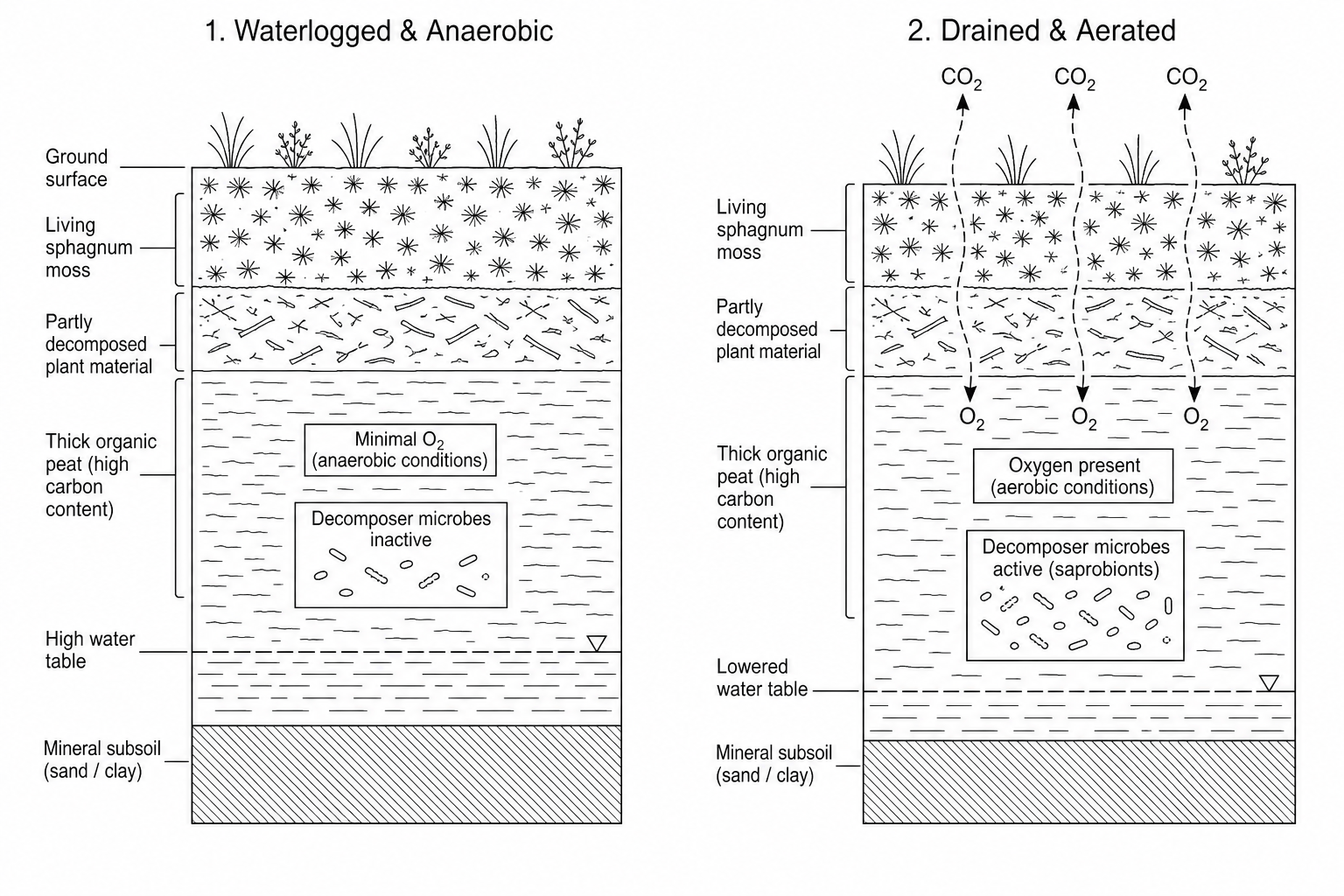 Peat bog drainage and carbon release
