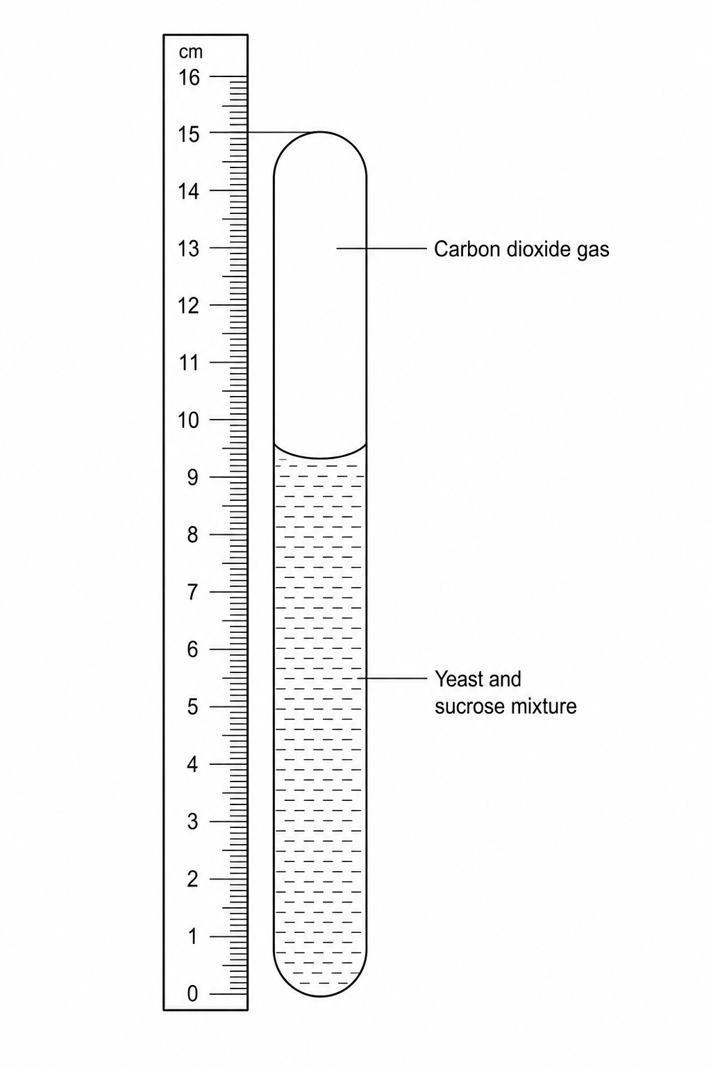 An inverted test tube is shown aligned with a centimeter ruler. The closed, rounded top of the test tube is aligned exactly with the 15.0 cm mark on the ruler. Inside the test tube at the top, there is a gas bubble containing carbon dioxide. The meniscus of the liquid mixture in the test tube is aligned exactly with the 9.6 cm mark on the ruler. The rest of the test tube below 9.6 cm contains the yeast and sucrose mixture. The ruler has millimeter markings between each centimeter.