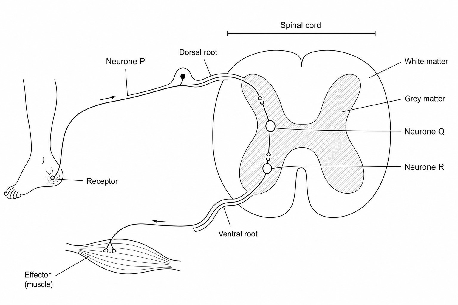 A diagram of a reflex arc involved in a withdrawal reflex of the foot. A receptor in the skin of the foot is connected to Neurone P. Neurone P enters the spinal cord via the dorsal root. Inside the grey matter of the spinal cord, Neurone P meets Neurone Q. Neurone Q then connects to Neurone R, which leaves the spinal cord via the ventral root and connects to a muscle in the leg. There are tiny gaps shown between Neurone P and Q, and between Neurone Q and R.