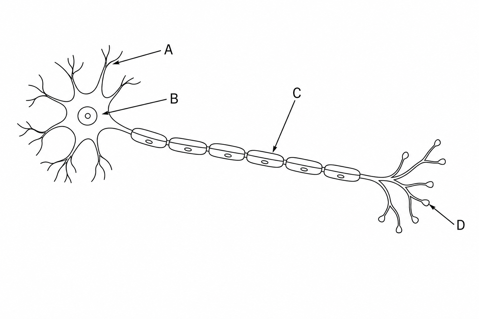 Diagram of a motor neurone with labels A, B, C, and D