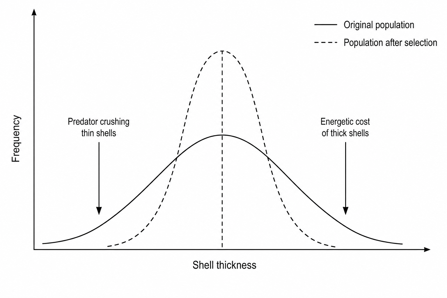 Snail shell thickness distribution