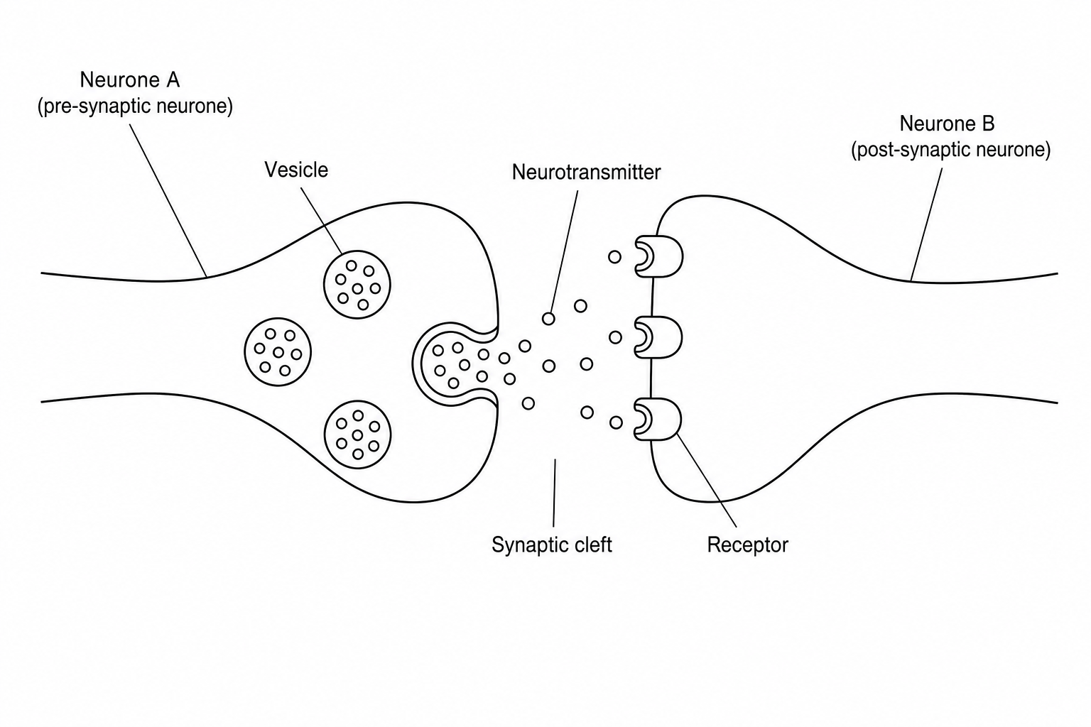 A diagram showing the junction between two neurones. Neurone A is the pre-synaptic neurone and contains vesicles filled with neurotransmitter chemicals. There is a physical gap, labeled synaptic cleft, between Neurone A and Neurone B. Neurone B is the post-synaptic neurone and has specific receptor molecules on its cell surface membrane.
