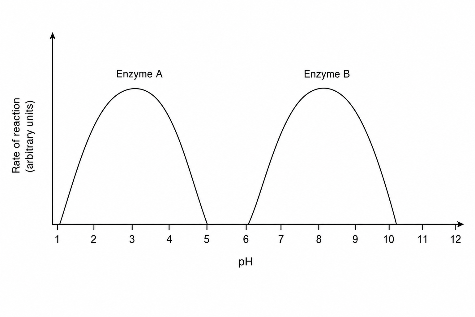 A graph showing the rate of reaction for Enzyme A and Enzyme B at different pH values. The horizontal axis is pH, ranging from 1 to 12. The vertical axis is 'Rate of reaction (arbitrary units)'. Enzyme A has a curve that starts at pH 1, rises to a peak at pH 3, and falls to 0 at pH 5. Enzyme B has a curve that starts at pH 6, rises to a peak at pH 8, and falls to 0 at pH 10.