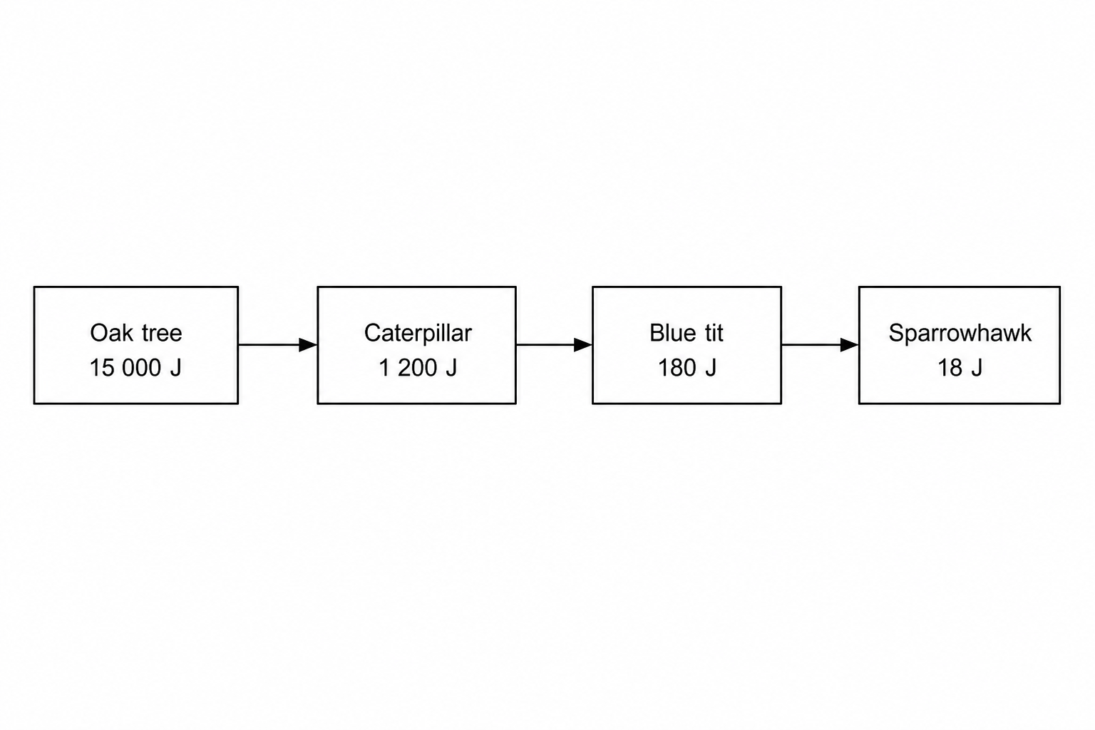 Food chain diagram