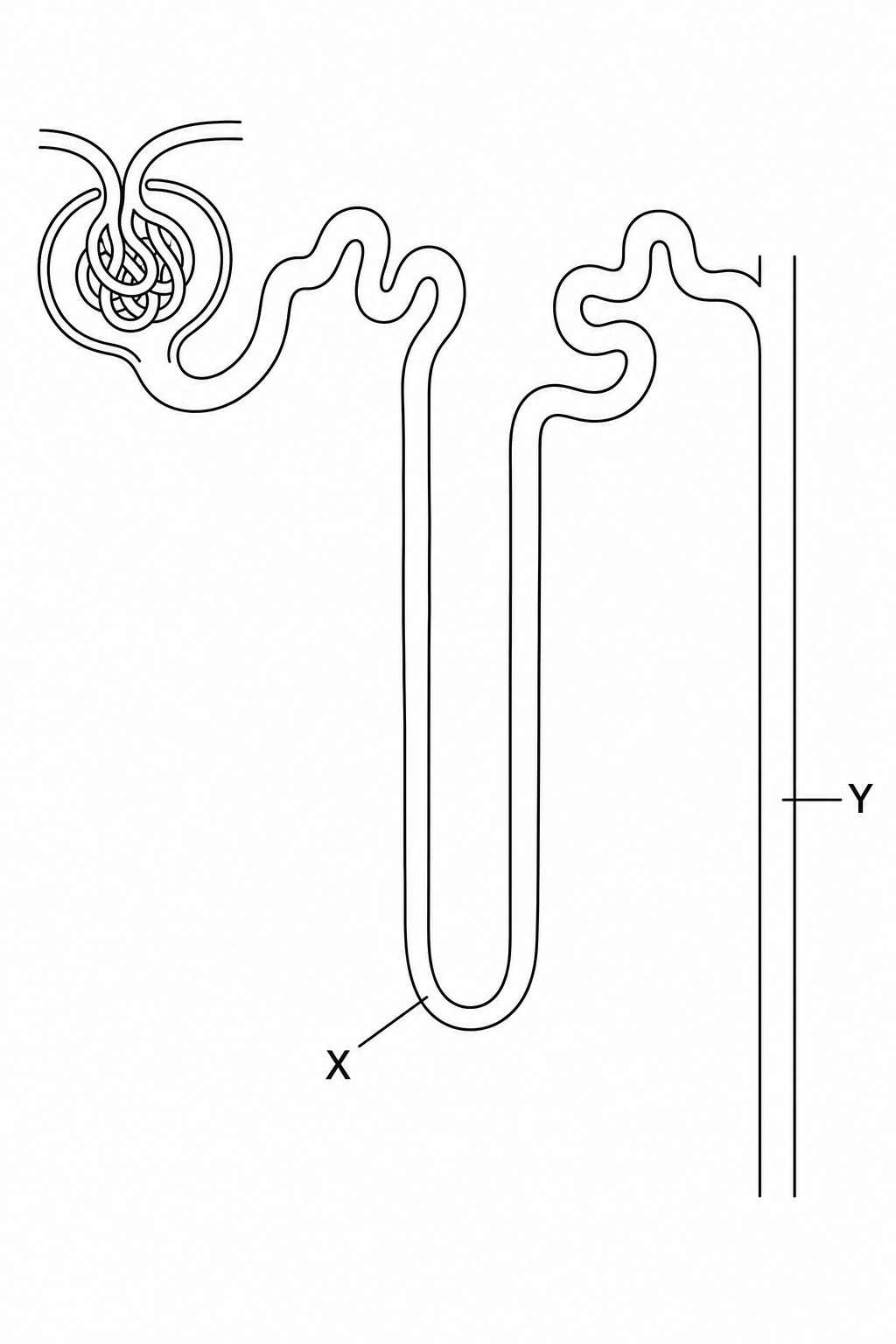 A simplified schematic of a single nephron. A capillary network leads to a cup-shaped capsule. From this capsule, a tubule winds and then forms a long, deep U-bend labelled X. The tubule then winds again before joining a long, straight vertical tube labelled Y that runs down towards the renal pelvis.
