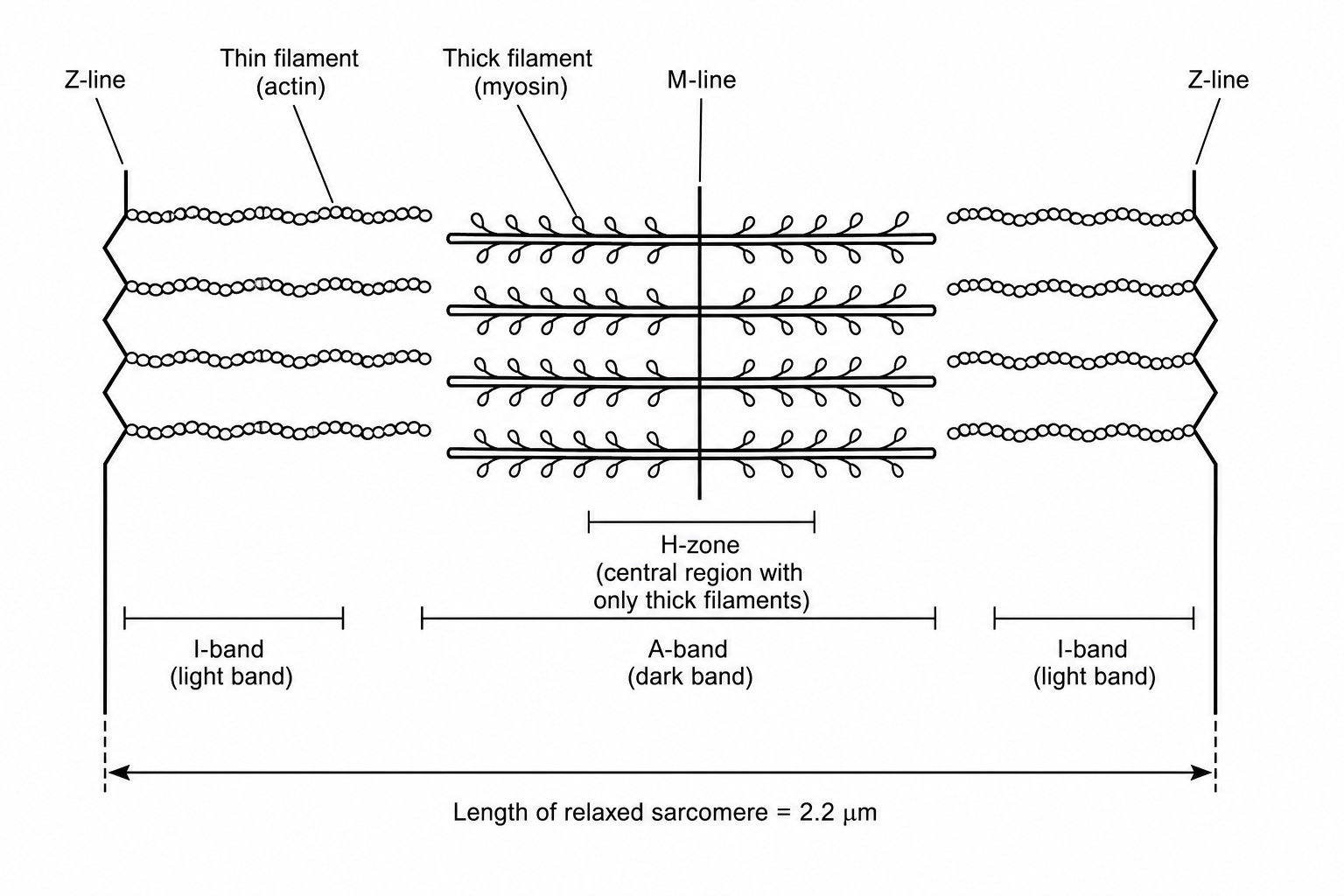 Figure 1: Diagram of a relaxed sarcomere showing the different bands and zones.