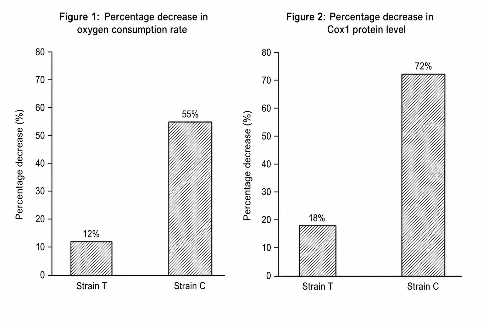 Effect of a 48-hour oxidative stress treatment on Strain T and Strain C yeast cells. Figure 1 shows the percentage decrease in oxygen consumption rate, and Figure 2 shows the percentage decrease in Cox1 protein level.
