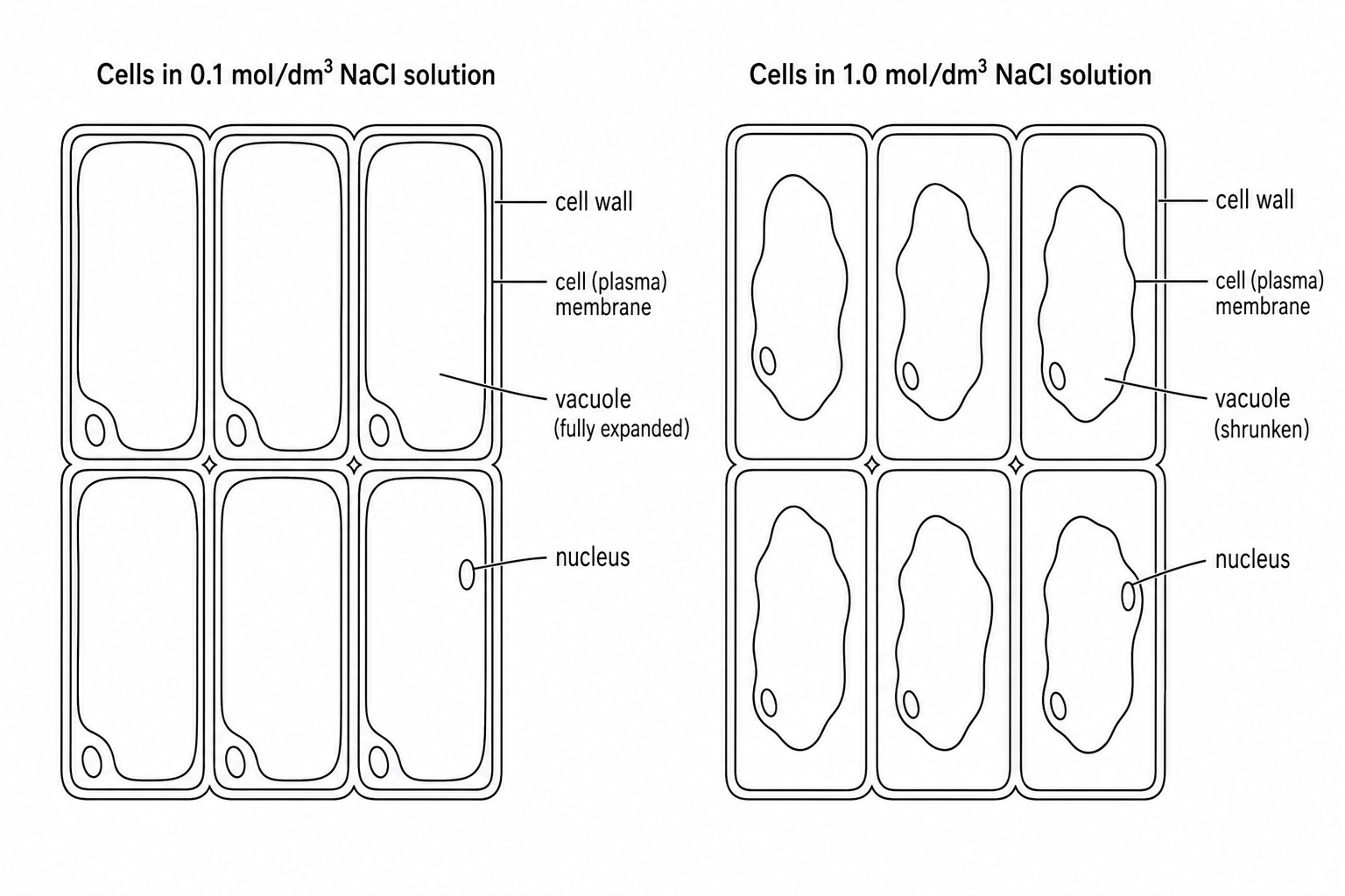 Red onion epidermal cells in different concentrations of sodium chloride solution
