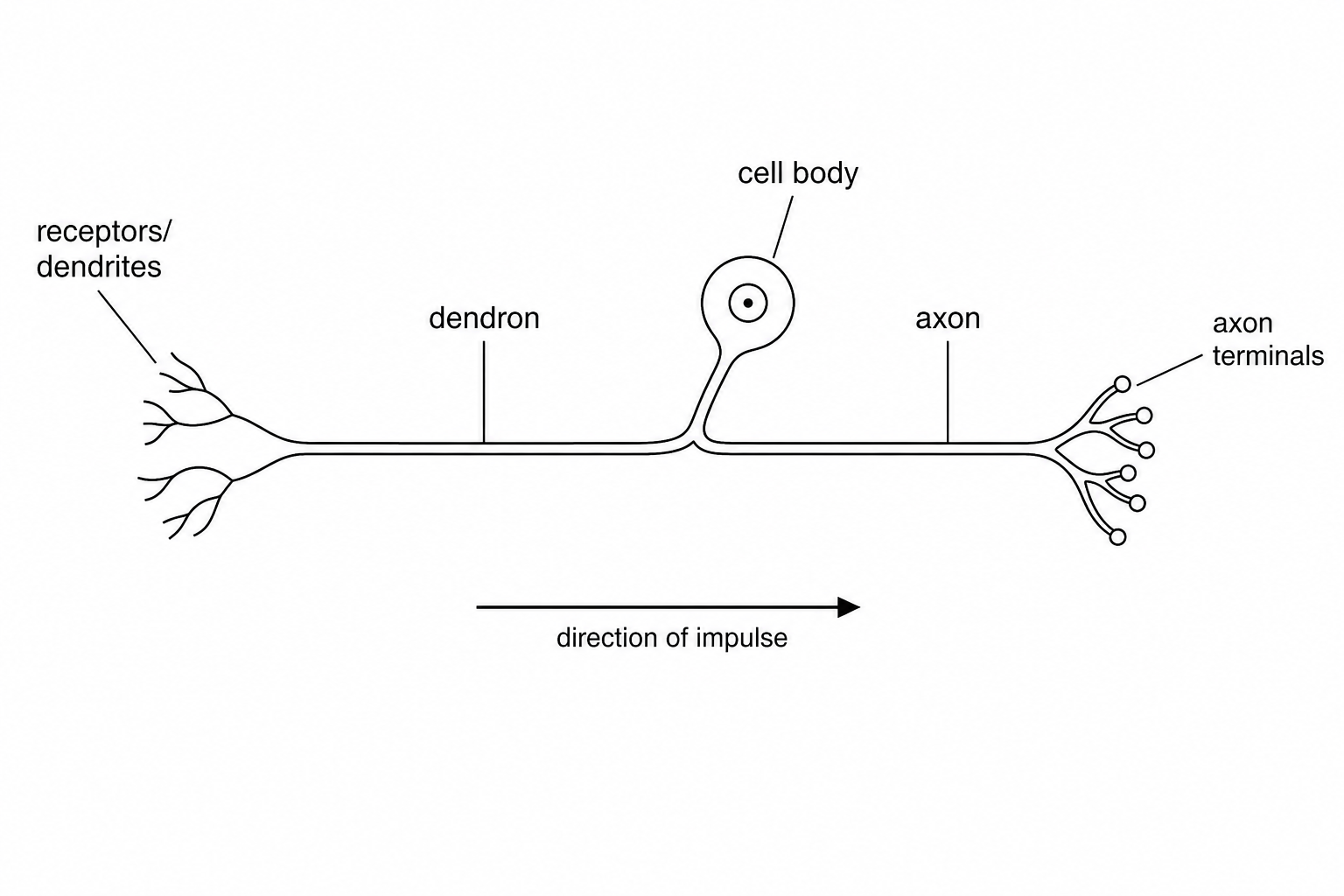 Figure 5: Diagram of a neurone. On the far left, there are specialized receptor connections. A long fiber (dendron) leads from these receptors to a cell body that is located on a side branch, standing away from the main pathway. From this cell body junction, another fiber (axon) continues to the right, ending at axon terminals. Arrows indicate the direction of the electrical impulse traveling from left to right.