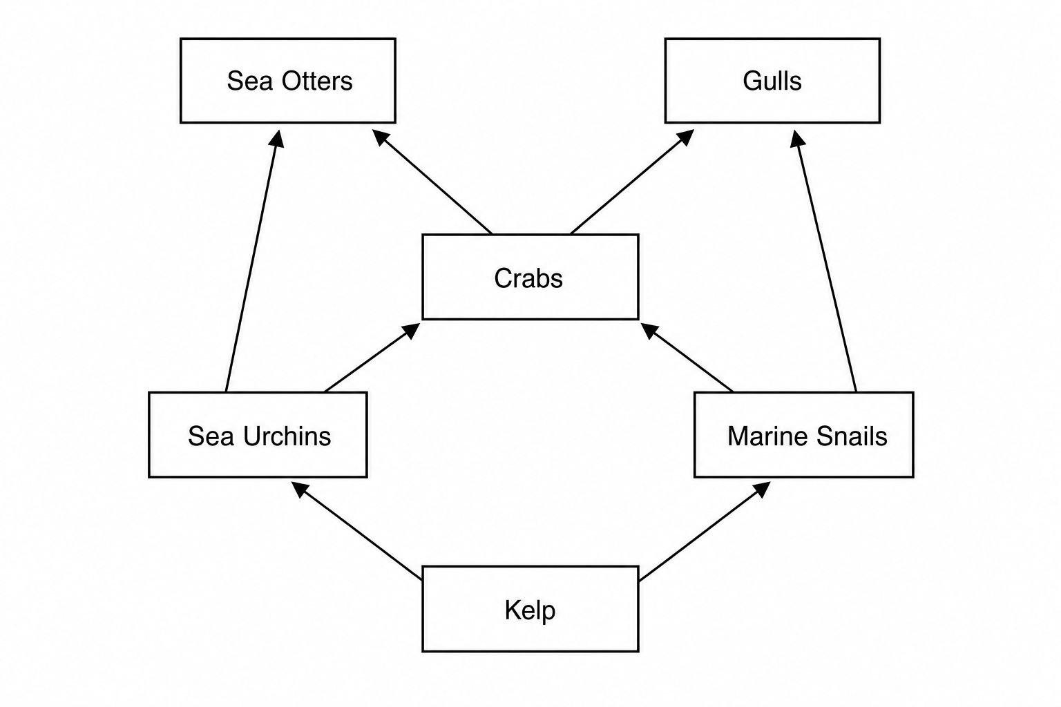 A food web diagram. At the bottom is Kelp. Two arrows point from Kelp to Sea Urchins and Marine Snails. From Sea Urchins, arrows point to Crabs and Sea Otters. From Marine Snails, arrows point to Crabs and Gulls. From Crabs, arrows point to Sea Otters and Gulls.