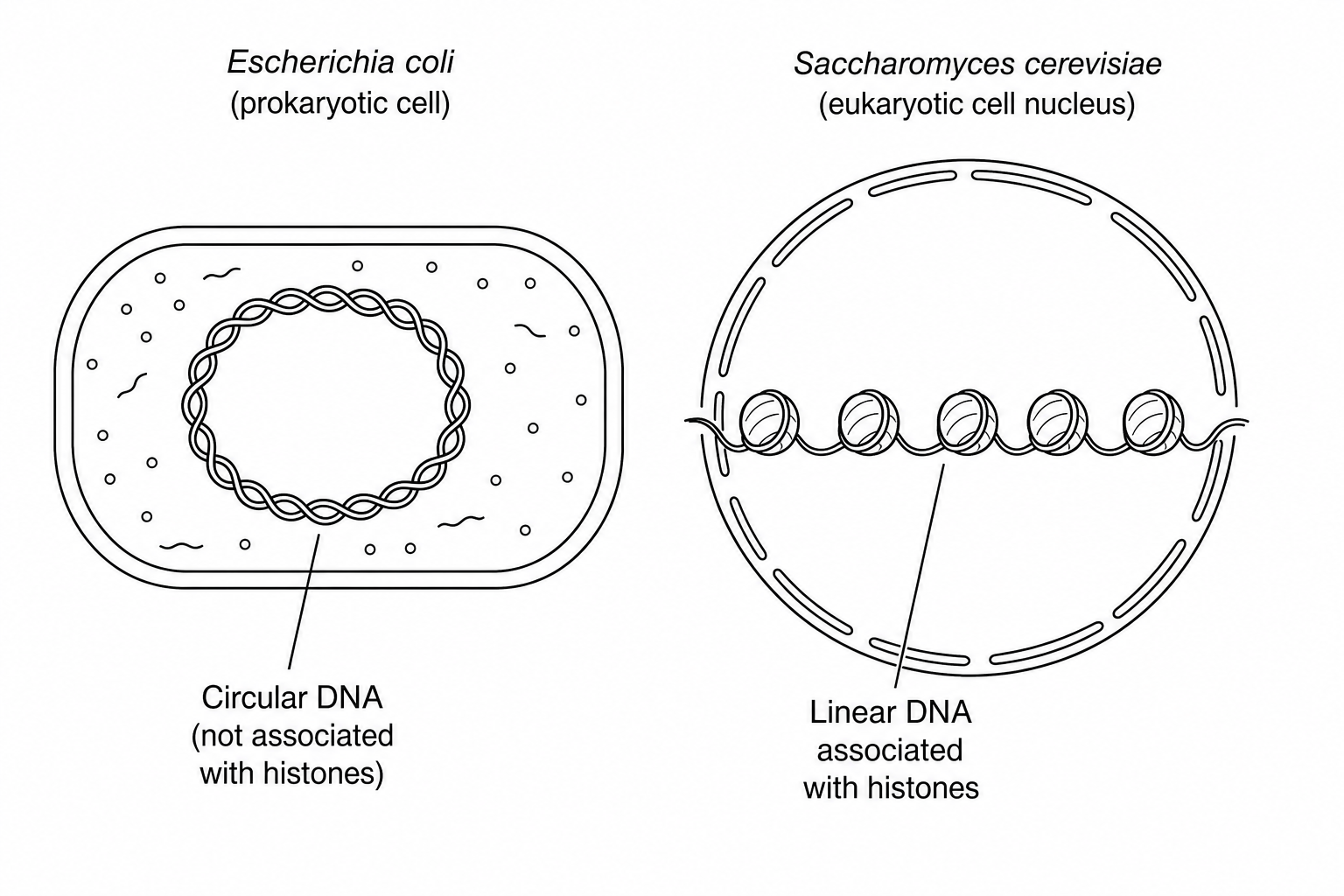 Genomic DNA structures in Escherichia coli and Saccharomyces cerevisiae