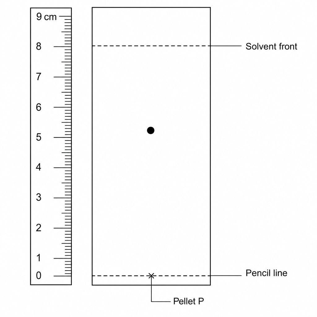 A thin layer chromatogram showing a vertical ruler on the left, measuring from 0 cm to 9 cm with millimetre divisions. Adjacent to the ruler is a rectangular chromatography plate. Near the bottom of the plate, a horizontal dashed line labeled 'Pencil line' is aligned exactly with the 0 cm mark on the ruler. A cross is marked on this pencil line, labeled 'Pellet P' directly below it. A single prominent dark spot is located on the plate, with its center aligned with the 5.2 cm mark on the ruler. Near the top of the plate, a horizontal dashed line labeled 'Solvent front' is aligned exactly with the 8.0 cm mark on the ruler.